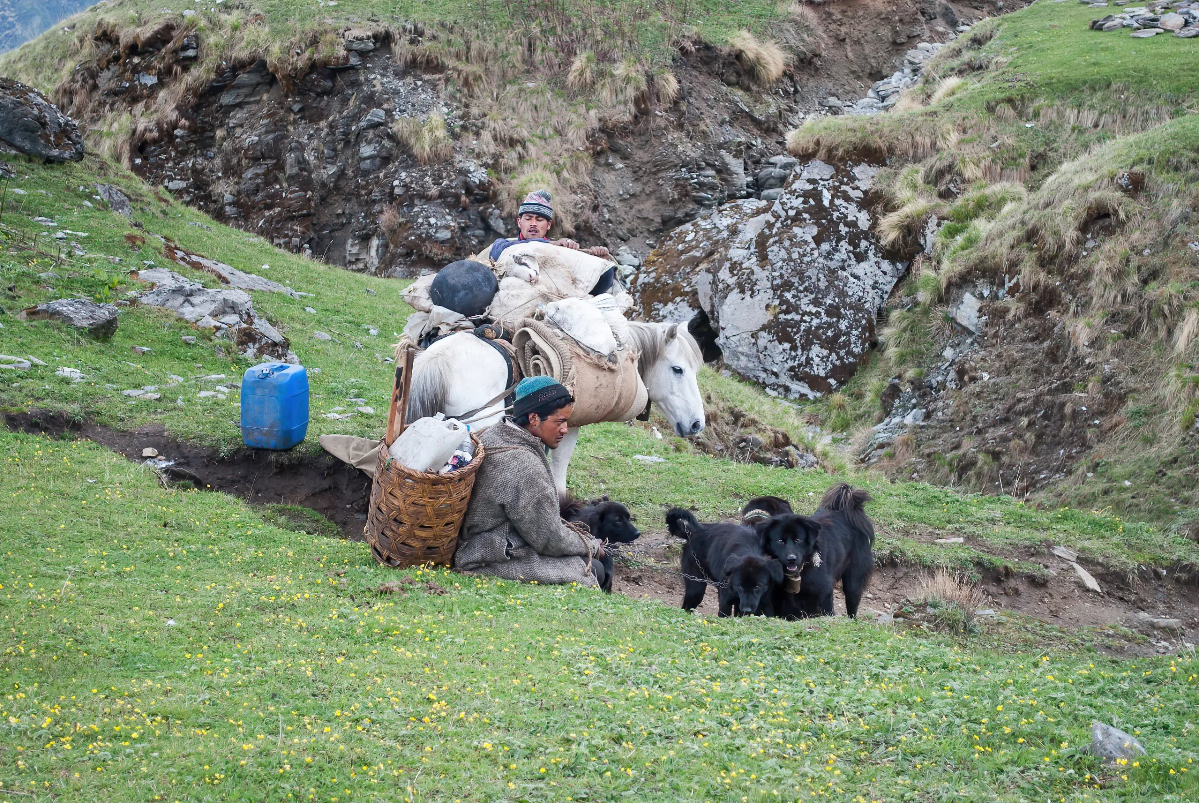 A shepherd resting with his flock on the Ali–Bedni bugyal meadows above Lohajung